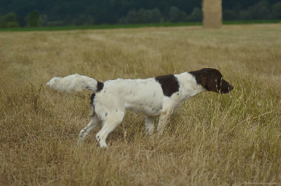 Étalon Petit Epagneul de Münster - V'rylia (Sans Affixe)