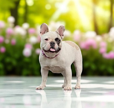 Étalon Bouledogue français - Tartopom pom panda Des Trez'or D'hamarkhis