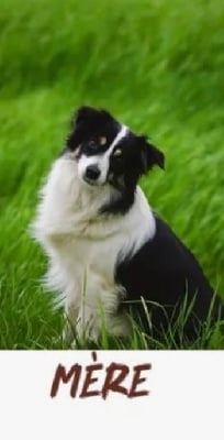 Urban by activ dog normandy