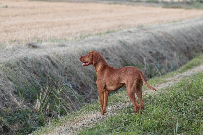 Étalon Braque hongrois à poil court (Vizsla) - Vaillante (Sans Affixe)