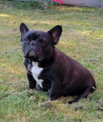 Étalon Bouledogue français - moscow favorite Montserrat