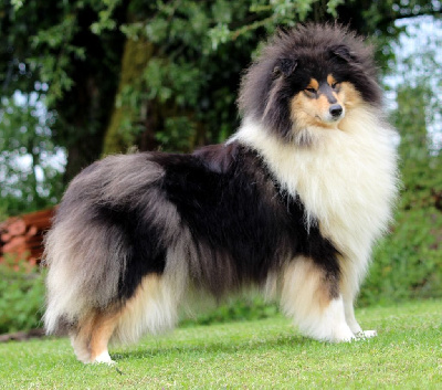 Étalon Colley à poil long - Standing ovation Du Clos De Seawind