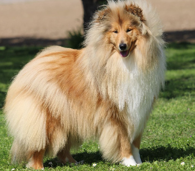 Étalon Colley à poil long - Thalia belle blonde de la Vallée de l'Aisne