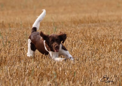 Étalon Petit Epagneul de Münster - Ully Du Marais Des Chardons Bleus