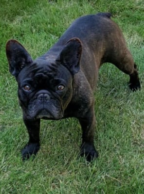 Étalon Bouledogue français - Sornette des jacobins Des Gones De Flovic