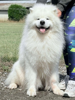 Étalon Samoyède - Sumo lover Du Royaume De Crystal