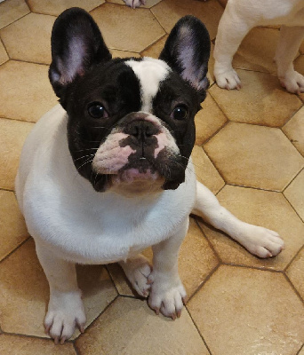 Étalon Bouledogue français - Vagner d'Iskandar