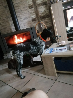 Étalon Braque allemand à poil court - Upsy (Sans Affixe)