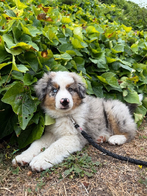 Étalon Berger Américain Miniature - Austin Du Domaine Des Perles D'Ambène