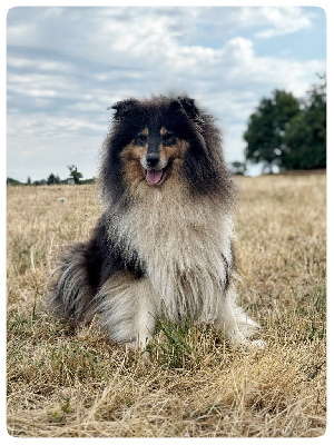 Étalon Colley à poil long - bright merrybrook Welcome to m?y heart