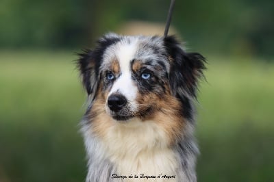 Étalon Berger Américain Miniature - Ulivia de l'Angelarde