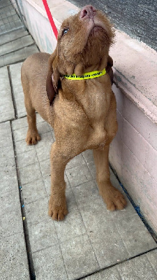 Étalon Braque hongrois à poil dur - Vito (Sans Affixe)