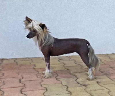 Étalon Chien chinois à crête - CH. Santa clara Little Champs