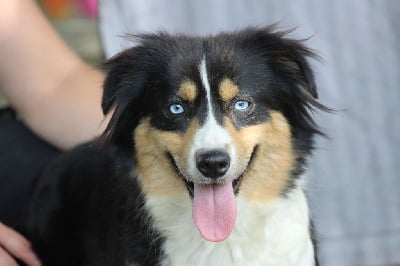 Étalon Berger Américain Miniature - Unchained melody de l'Angelarde