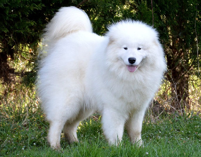 Étalon Samoyède - Venezia zya of artic cobaka