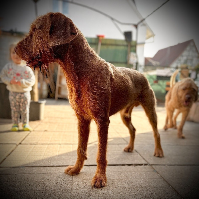 Étalon Braque hongrois à poil dur - Bardo poeta e cantore del fatalbecco