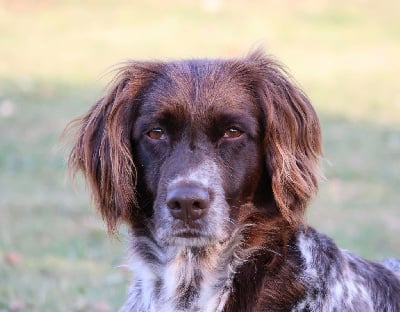 Étalon Petit Epagneul de Münster - CH. Nina des étoiles de Woodcock