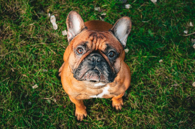 Étalon Bouledogue français - Oedipe (Sans Affixe)