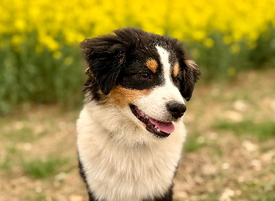 Étalon Berger Américain Miniature - Voici pierre de lune of Precious Stone Race