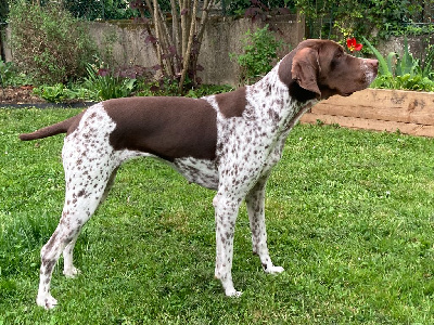 Étalon Braque français, type Gascogne (grande taille) - Samy'mg du Milobre de Bouisse