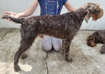 Étalon Griffon d'arrêt à poil dur Korthals - Tyke De La Traque Royale