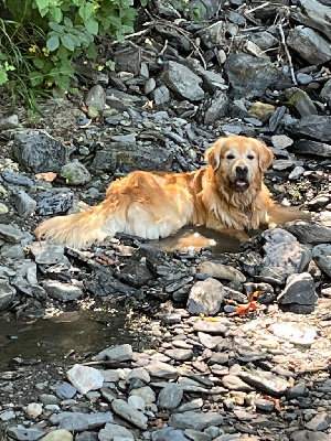 Étalon Golden Retriever - Trucks ladakh A Star Is Born