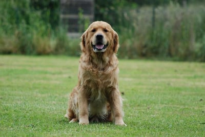 Étalon Golden Retriever - Feelgood Lazaryzou Terebell omega sagittari
