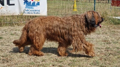 Étalon Berger de Brie - Orient express de Lady Fontaine la Belle