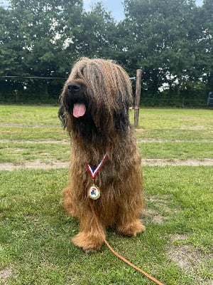 Étalon Berger de Brie - CH. Ramses de Lady Fontaine la Belle