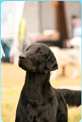 Étalon Flat Coated Retriever - CH. Masterpiece in one piece dit ravel optimus canis