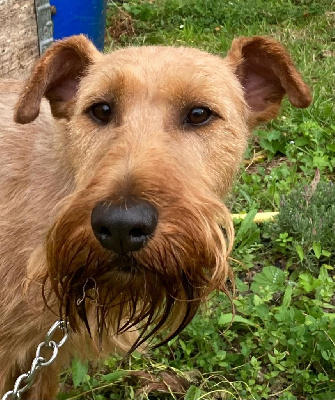 Étalon Irish Terrier - Ulysse's ulysse du manoir