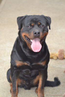 Étalon Rottweiler - Tann'tsyrai Von Der Engel'riberach