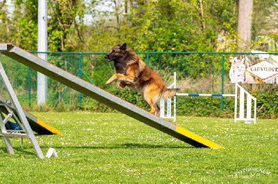 Étalon Berger Belge - CH. Lembais j. ugo