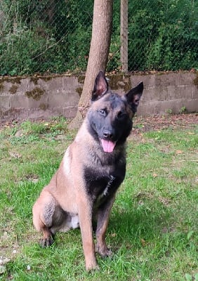 Étalon Berger Belge - Vmax De L'Envol Du Foenix