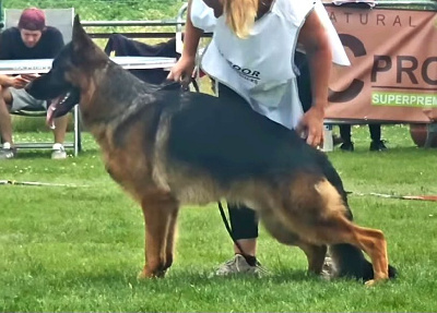 Étalon Berger Allemand - Visum Du Val De Vaast