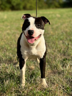 Étalon American Staffordshire Terrier - Vito corleone of Woodcastle's Dogs