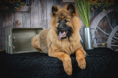 Étalon Eurasier - Ayko du Tresor de Divaline
