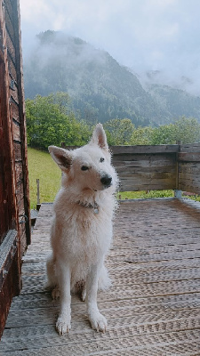 Étalon Berger Blanc Suisse - Meru (Sans Affixe)