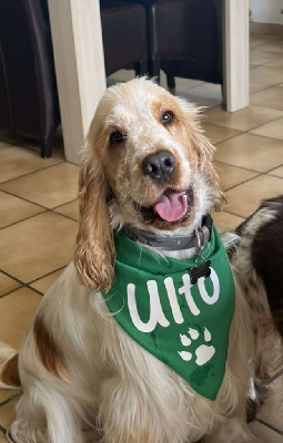 Étalon Cocker Spaniel Anglais - Ulto Elevage Familial Baraccocker