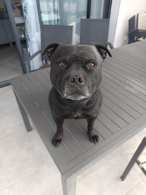Étalon Staffordshire Bull Terrier - Mon chien (Sans Affixe)