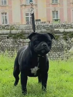 Étalon Staffordshire Bull Terrier - Uricane Of Lnm’s Guardian