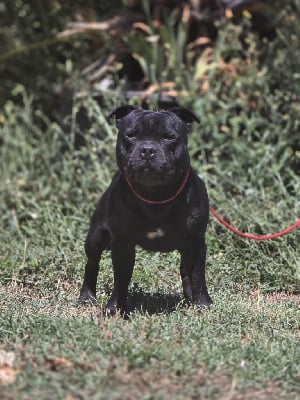 Étalon Staffordshire Bull Terrier - Small biggie Des Anges De La Vallee Des Baux