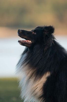 Étalon Shetland Sheepdog - T'sanji vinsmoke Des Patounes D'Aur