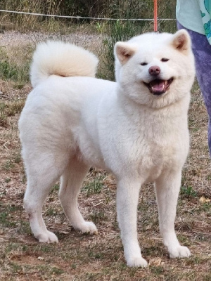 Étalon Akita - Ôkan of neko ken