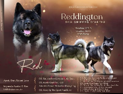 Étalon Akita americain - Reddington Des Griffes D'Artio