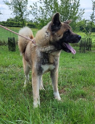 Étalon Akita americain - Official instant crush du Haras des Pierres de Lune