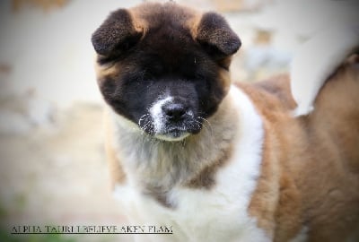 Étalon Akita americain - Alphatauri I Believe Aken Flam