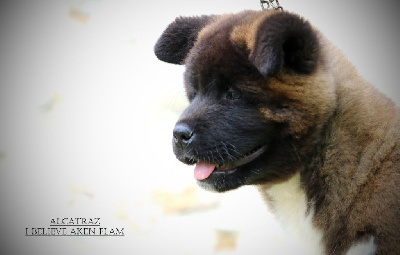 Étalon Akita americain - Alcatraz I Believe Aken Flam