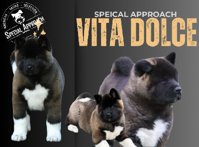 Étalon Akita americain - Special Approach Vita dolce
