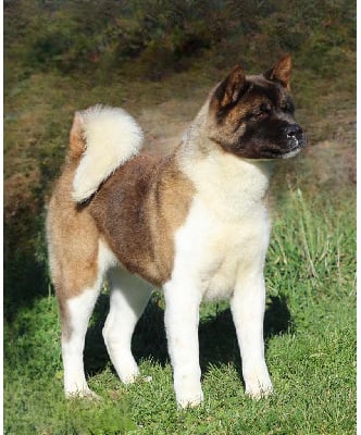 Étalon Akita americain - Sweet fantasy Des Gardiens De La Cigogne